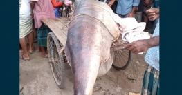 পার্বতীপুরে ৪০৫ কেজি ওজনের রকেট মাছ পুঁতে ফেলেছে পুলিশ