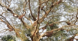 গোবিন্দগঞ্জে শতবর্ষী পাকুড় গাছে বাসা বেঁধেছে ৬০টি মৌমাছির দল